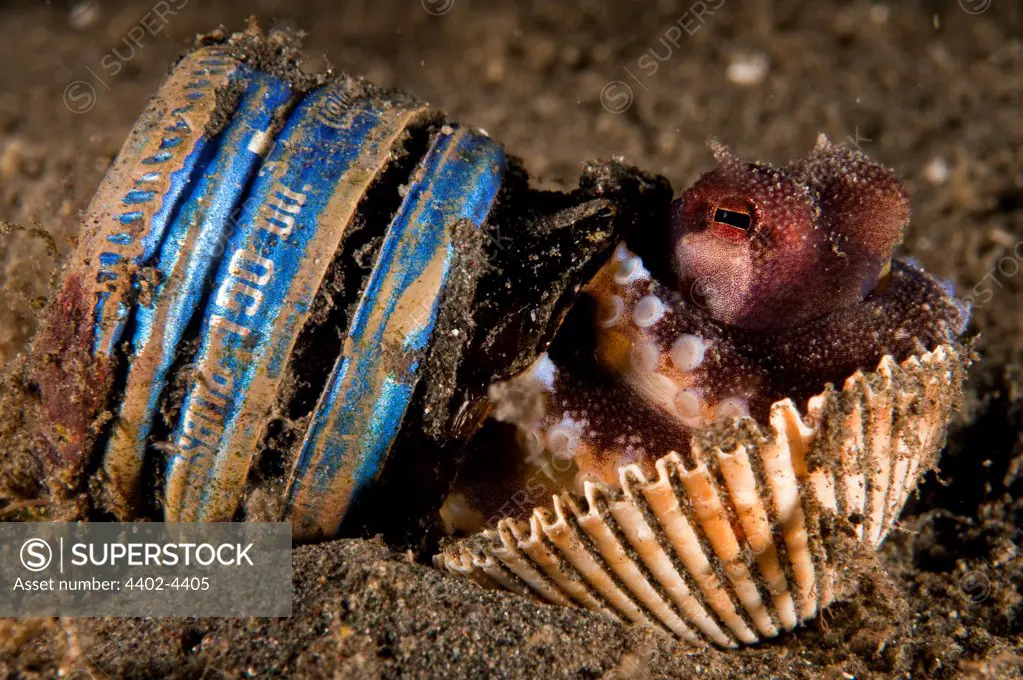Coconut (veined) Octopus hiding in a broken glass jar, Lembeh, Indonesia