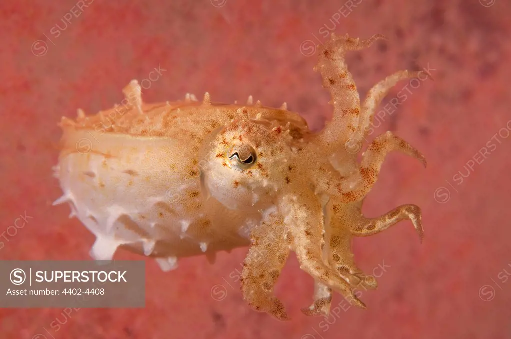 Broadclub cuttlefish behind a pink soft coral, Lembeh, Indonesia
