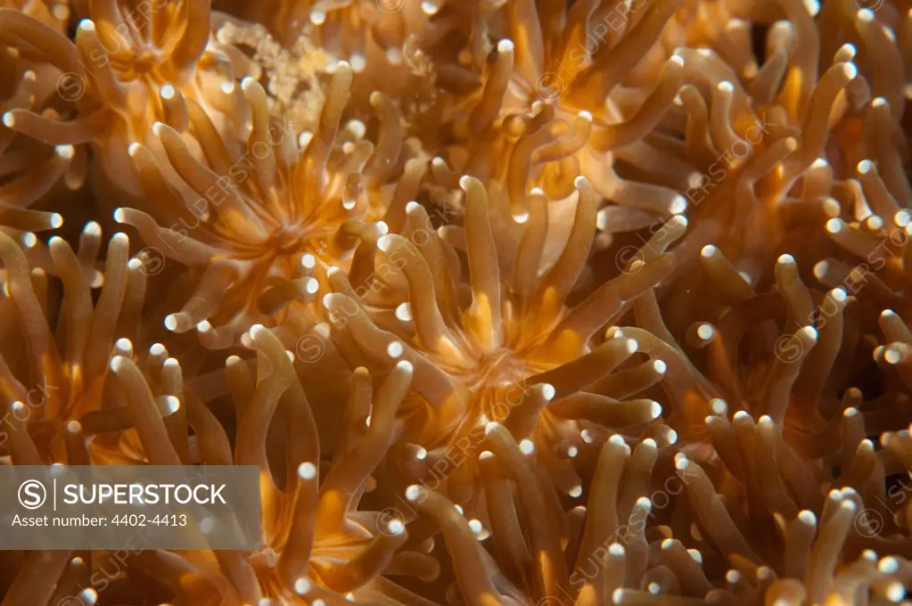 Soft coral, Lembeh, Indonesia