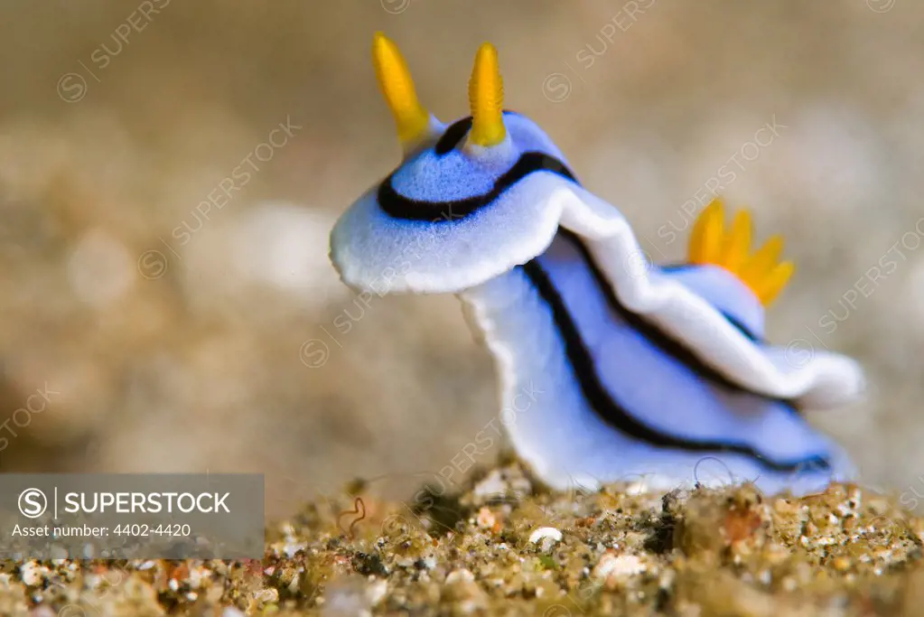 Loch's Chromodoris (sea slug), Lembeh, Indonesia