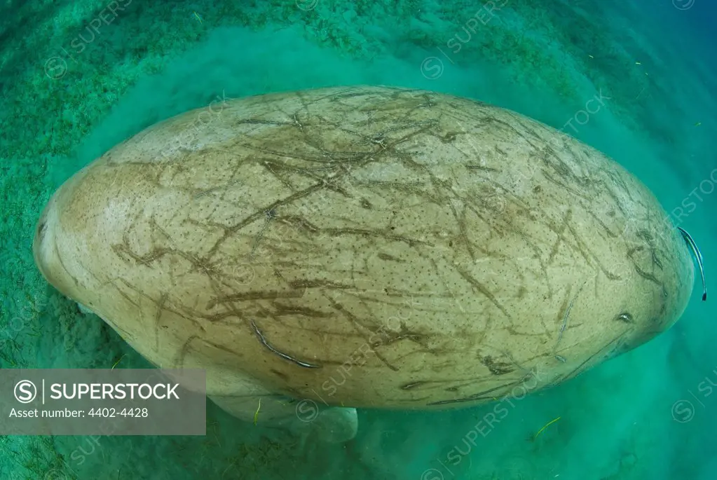 Dugong with injuries on its back, Egypt
