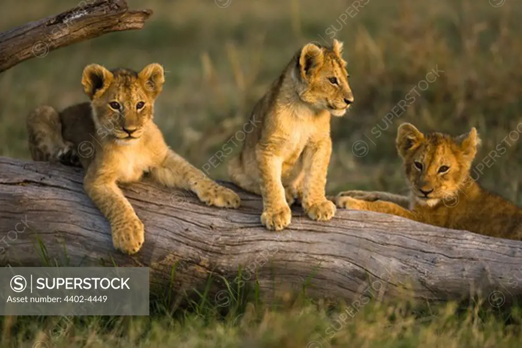 African lion cubs relaxing on fallen tree, Masai Mara, Kenya