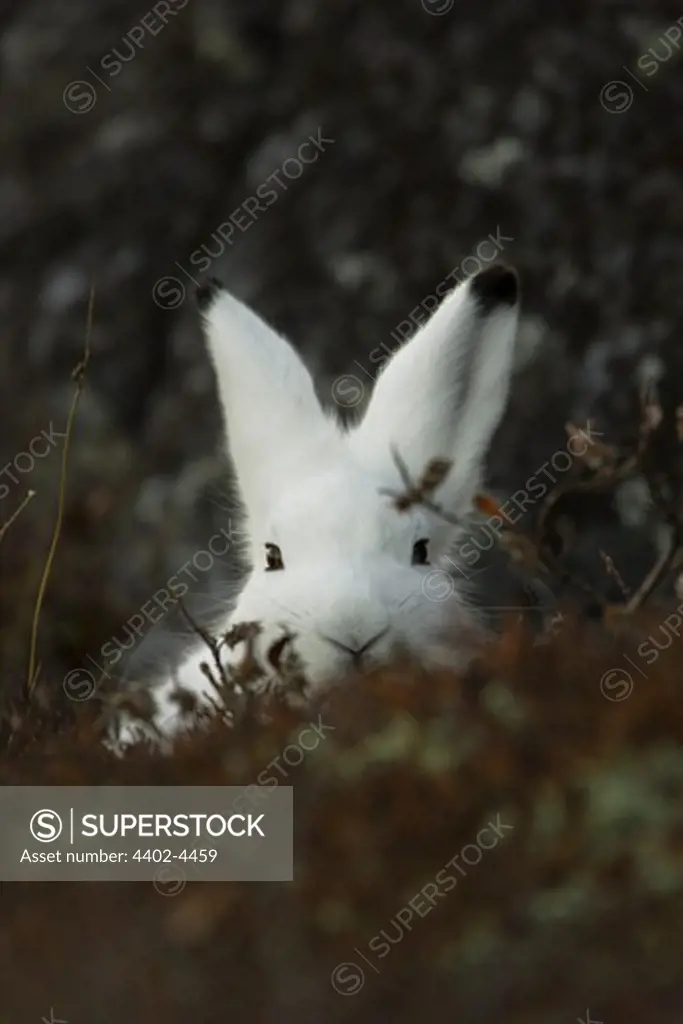 Arctic Hare, Denali National Park, Alaska