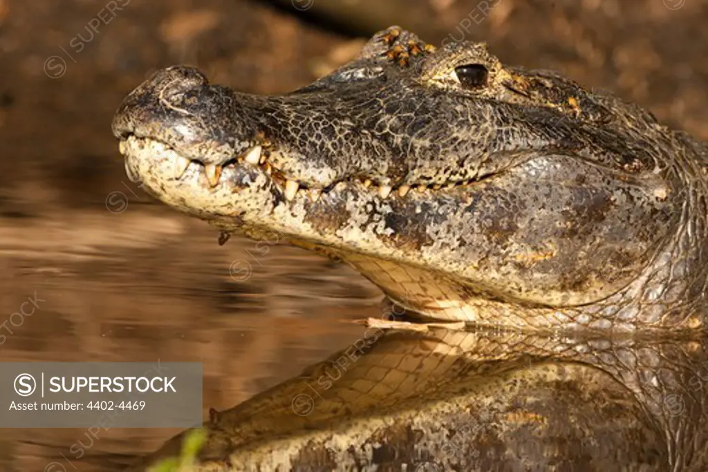 Spectacled Caiman in the river of the Pantanal, Brazil
