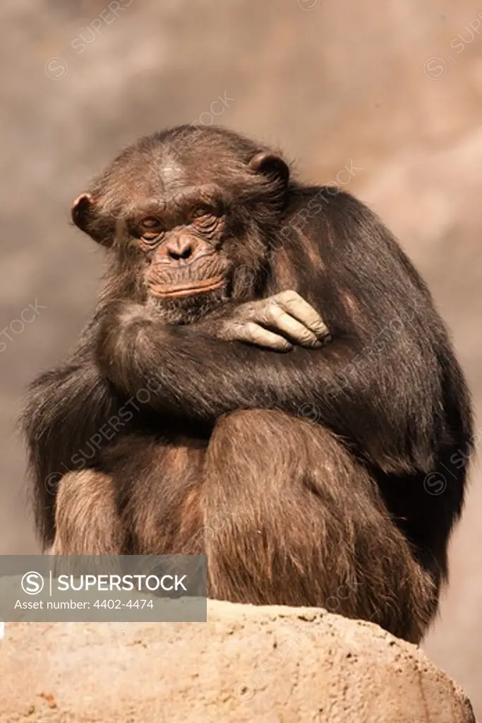 Chimpanzee, Jacksonville Zoo, Florida