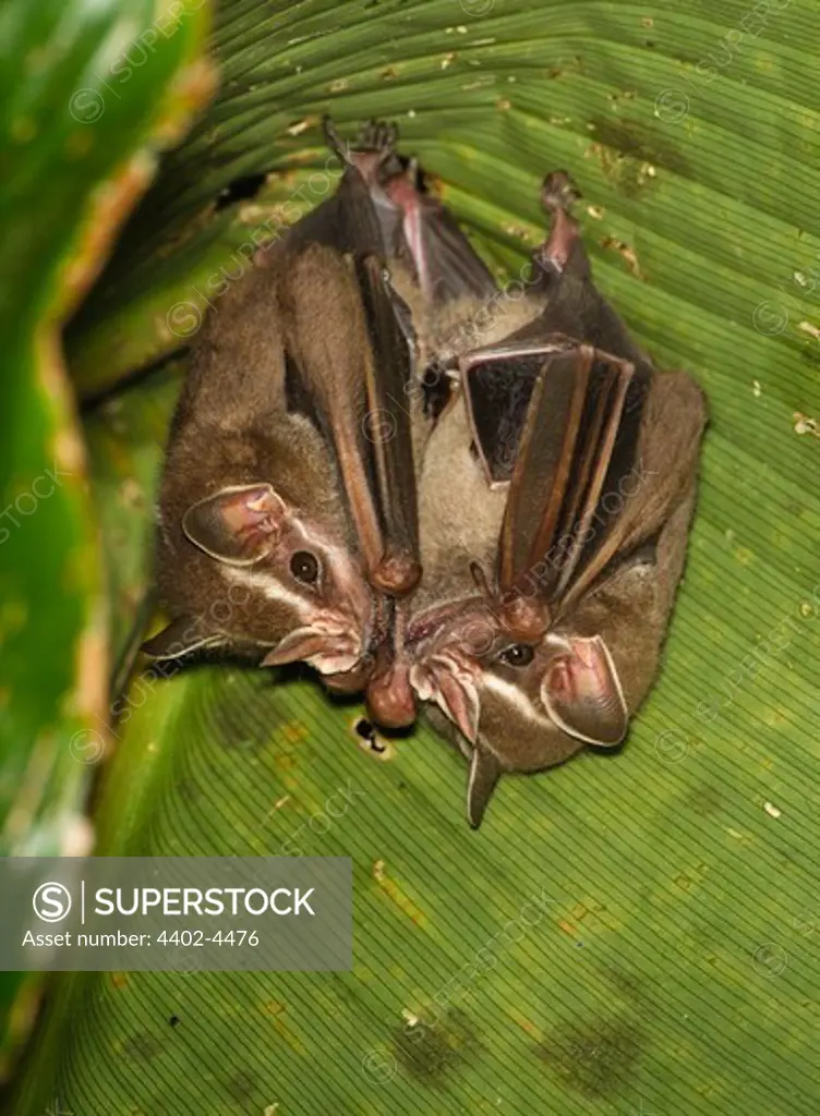 Common tent-making bat roosting under a palm leaf, Costa Rica