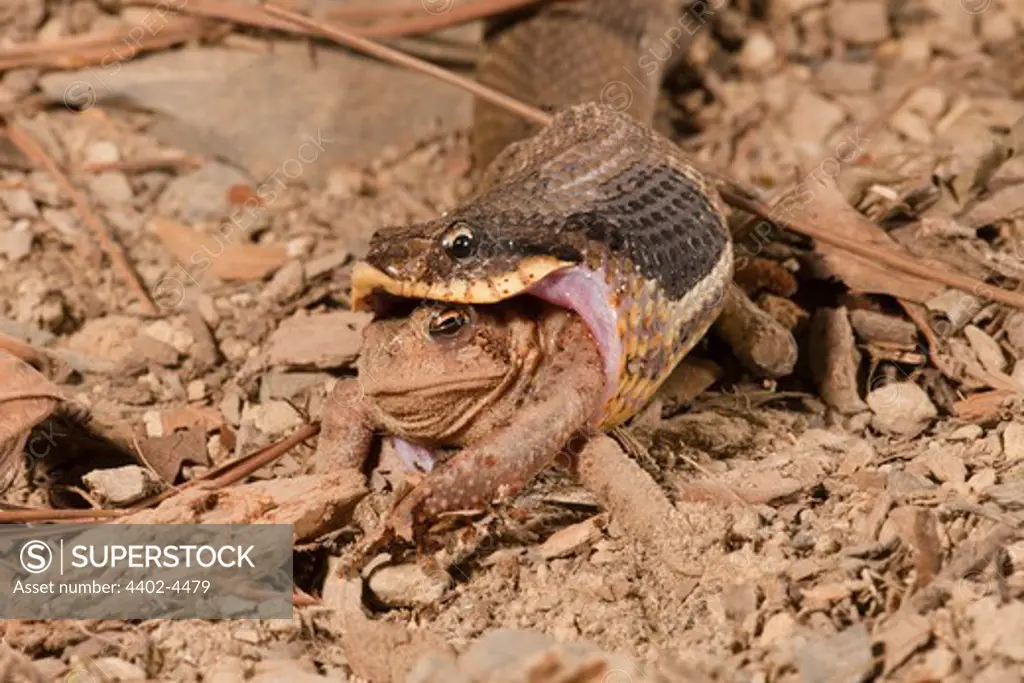 Eastern Hognose Snake eating an American Toad, USA