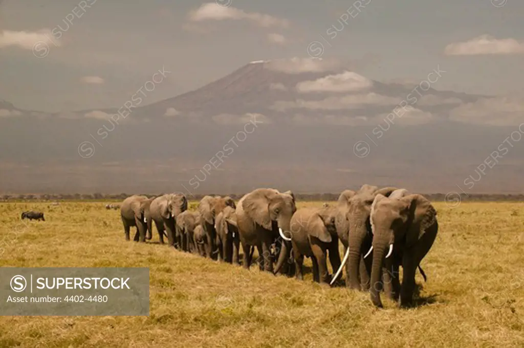 African Elephant herd, Masai Mara, Kenya