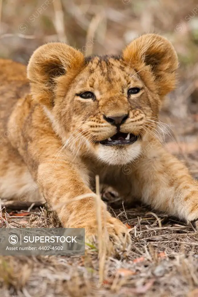African lion cub, Masai Mara, Kenya