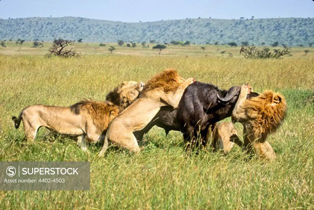 African lions attacking buffalo, Masai Mara, Kenya