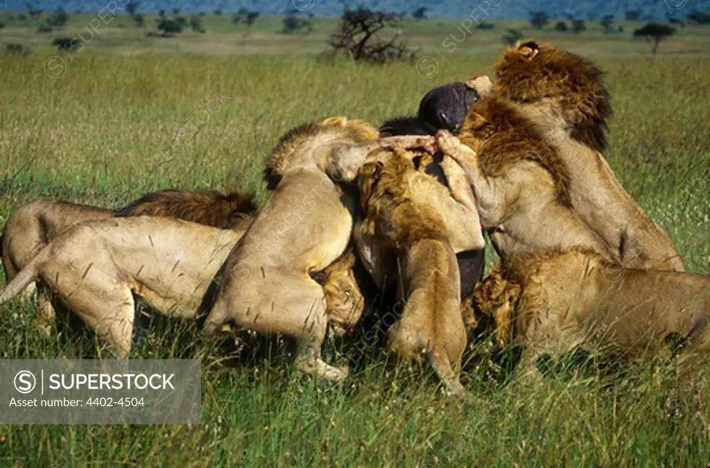 African lions attacking buffalo, Masai Mara, Kenya
