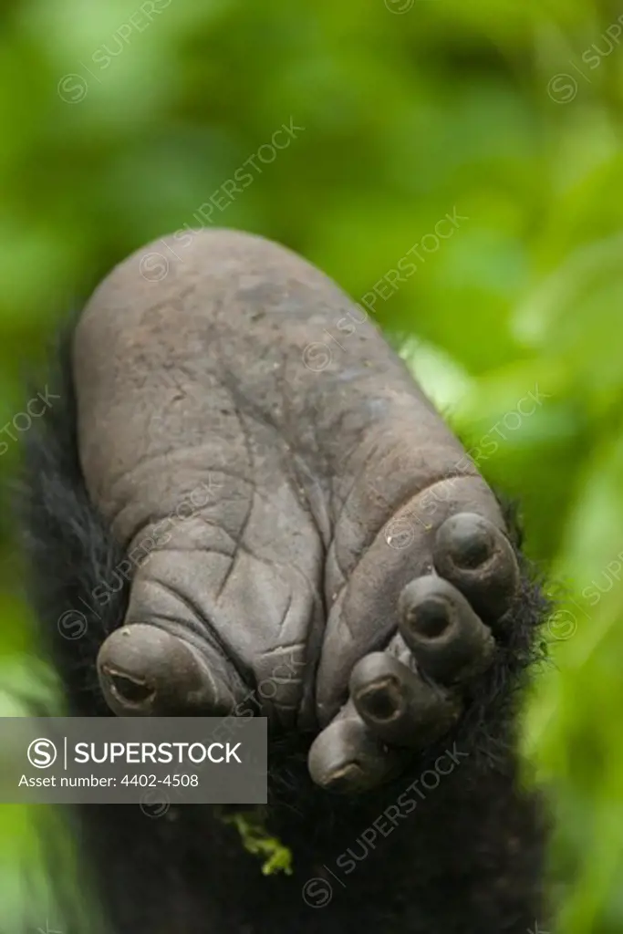 Foot of a baby Mountain Gorilla, Volcanoes National Park, Rwanda