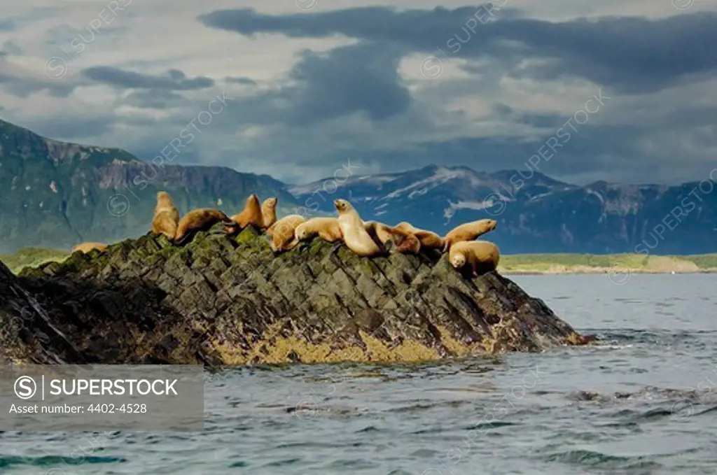 Steller sea lion, Admiralty Island, Alaska