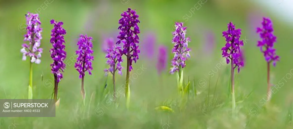 Meadow of Early Purple Orchids, Cressbrook Dale, Peak District, Derbyshire, UK (Digitally Stitched Image).