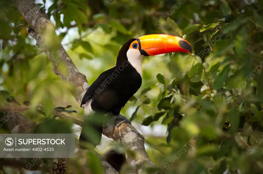 Toco Toucan in the forest canopy adjacent to the Piquiri River, northern Pantanal, Mato Grosso, Brazil.