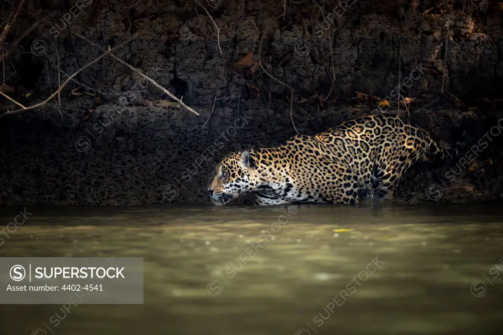 Wild male Jaguar entering the Piquiri River, a tributary of Cuiaba River, Northern Pantanal, Brazil.