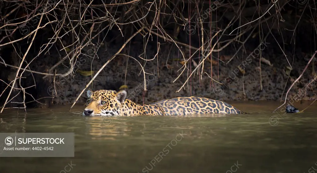 Wild male Jaguar swimming along the margins of the Piquiri River, a tributary of Cuiaba River, Northern Pantanal, Brazil.