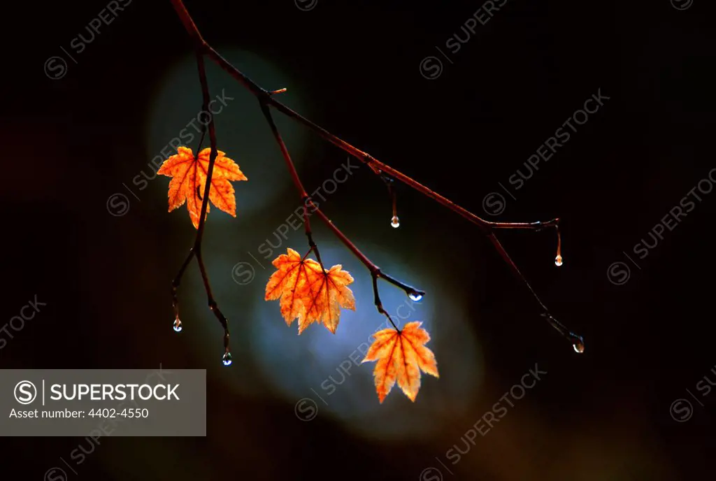 Orange Vine Maple leaves, Oregon