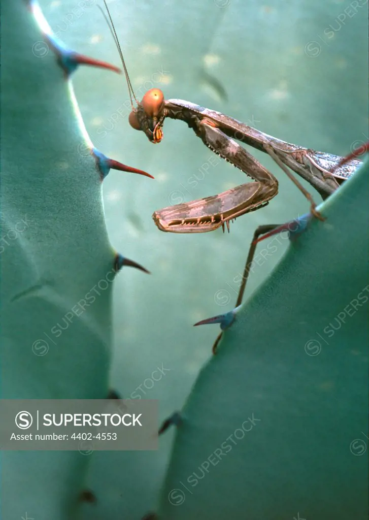 Praying Mantis on Blue Agave, Arizona