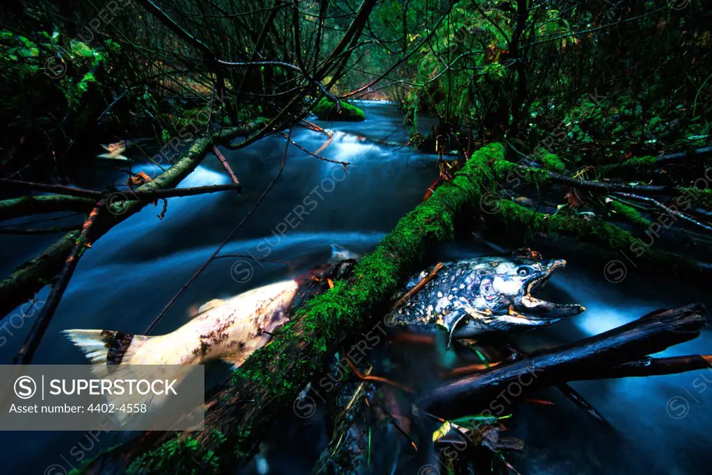 Dead Silver Salmon in stream, Columbia River, Oregon