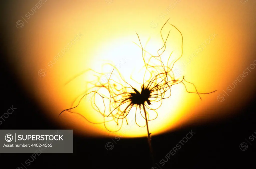 Apache Plume seed head silhouetted by setting sun, New Mexico