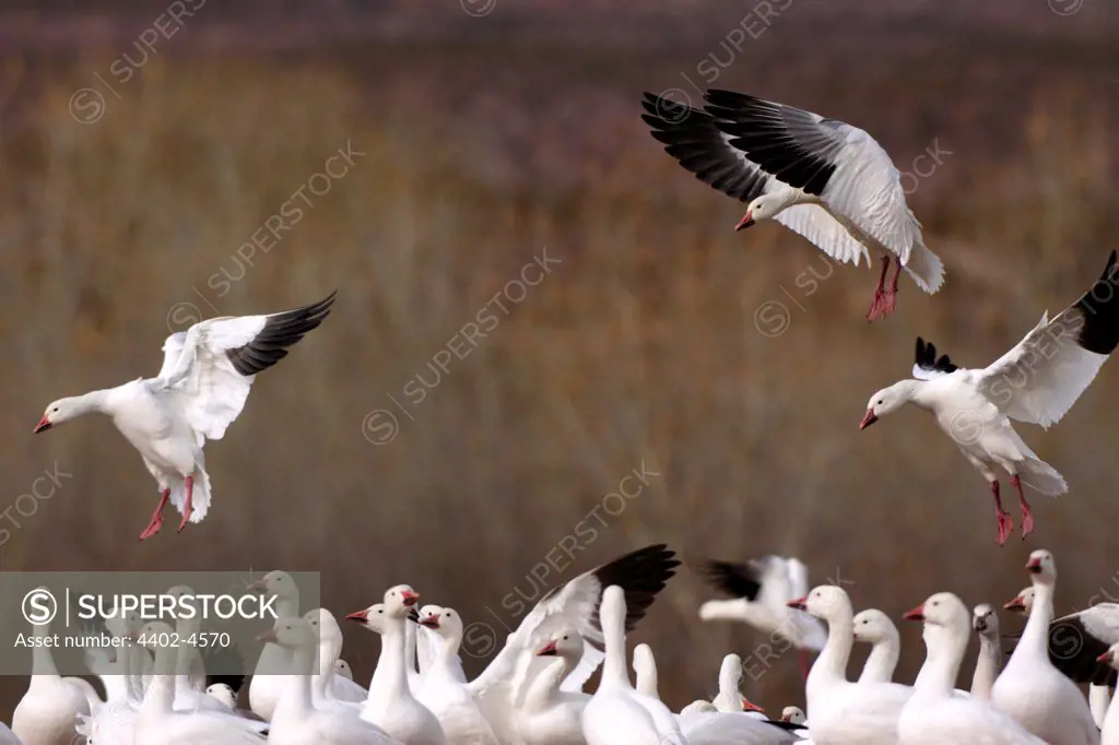 Snow geese landing, Bosque del Apache, New Mexico, USA