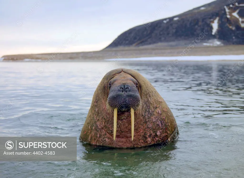 Walrus in landscape, old scarred male, Svalbard, Norway