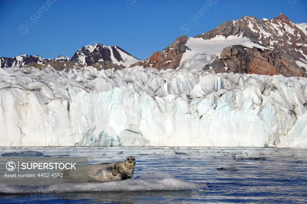 Bearded seal on ice floe in front of 14thJuly glacier, Svalbard, Norway