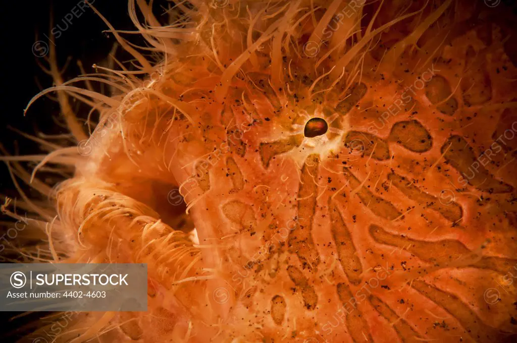 Hairy frogfish, Lembeh, Indonesia, Asia