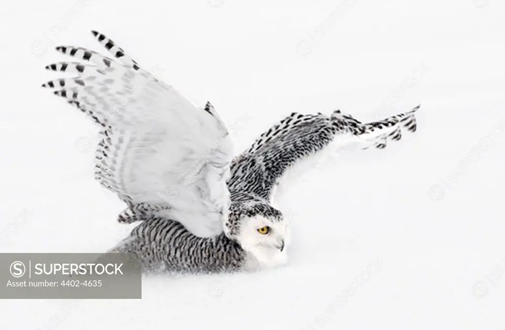 Snowy Owl landing, Ottawa, Canada