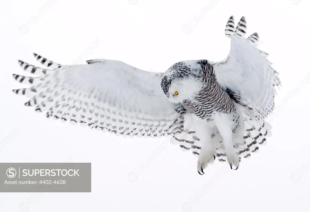 Snowy Owl in flight, Ottawa, Canada