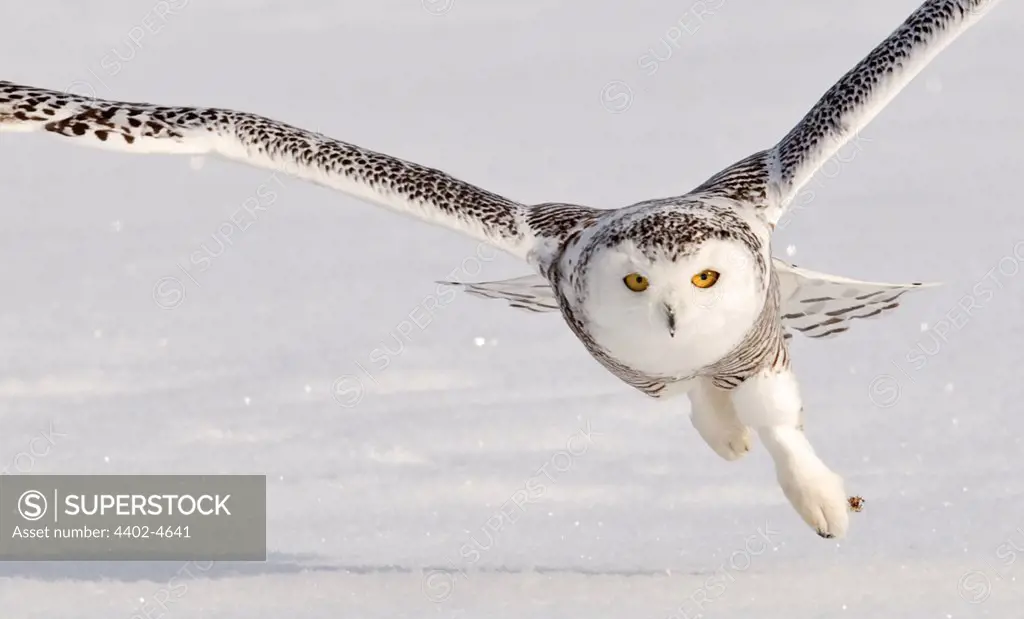 Snowy Owl taking off, Ottawa, Canada