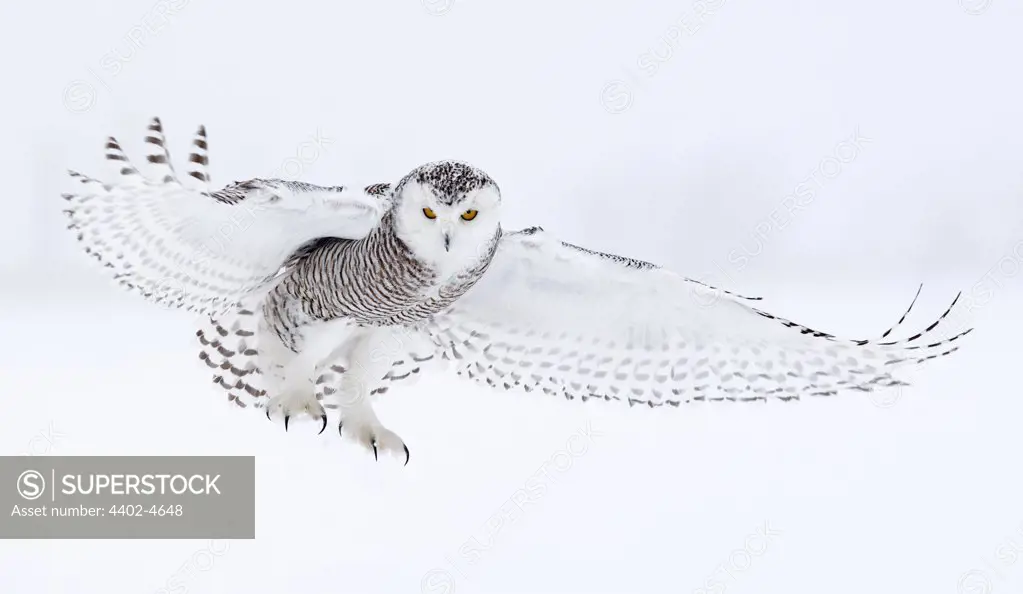 Snowy Owl in flight, Ottawa, Canada