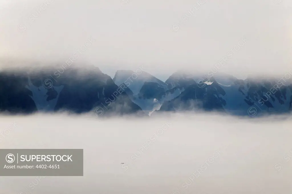 Foggy polar landscape with bird, Hornsund, Southern Svalbard