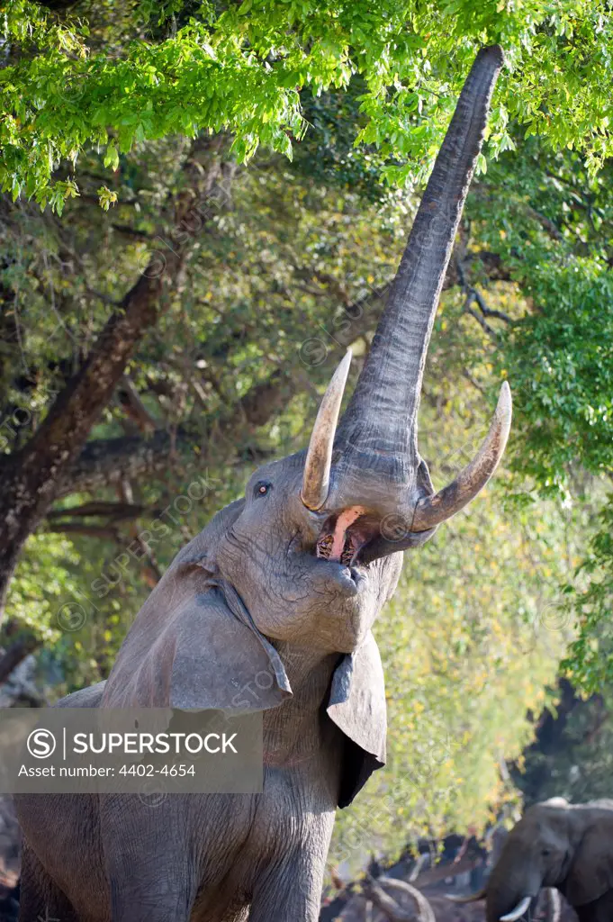 Adult bull African Elephant feeding on foliage on the banks of the Luangwa River. South Luangwa National Park, Zambia