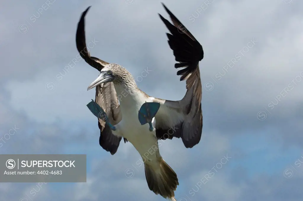 Blue-footed booby, Punto Cevallos, Espanola (Hood) Island, Galapagos Islands, Ecuador, South America.