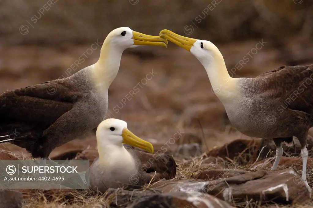 Waved Albatross courtship, Punto Cevallos, Espanola (Hood) Island, Galapagos Islands, Ecuador, South America. (critically endangered)