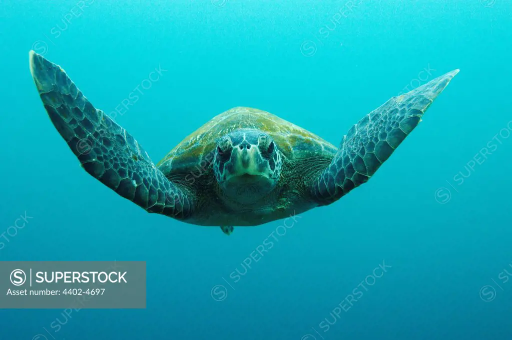 Green Turtle, Central Isles, Galapagos Islands, Ecuador, South America.
