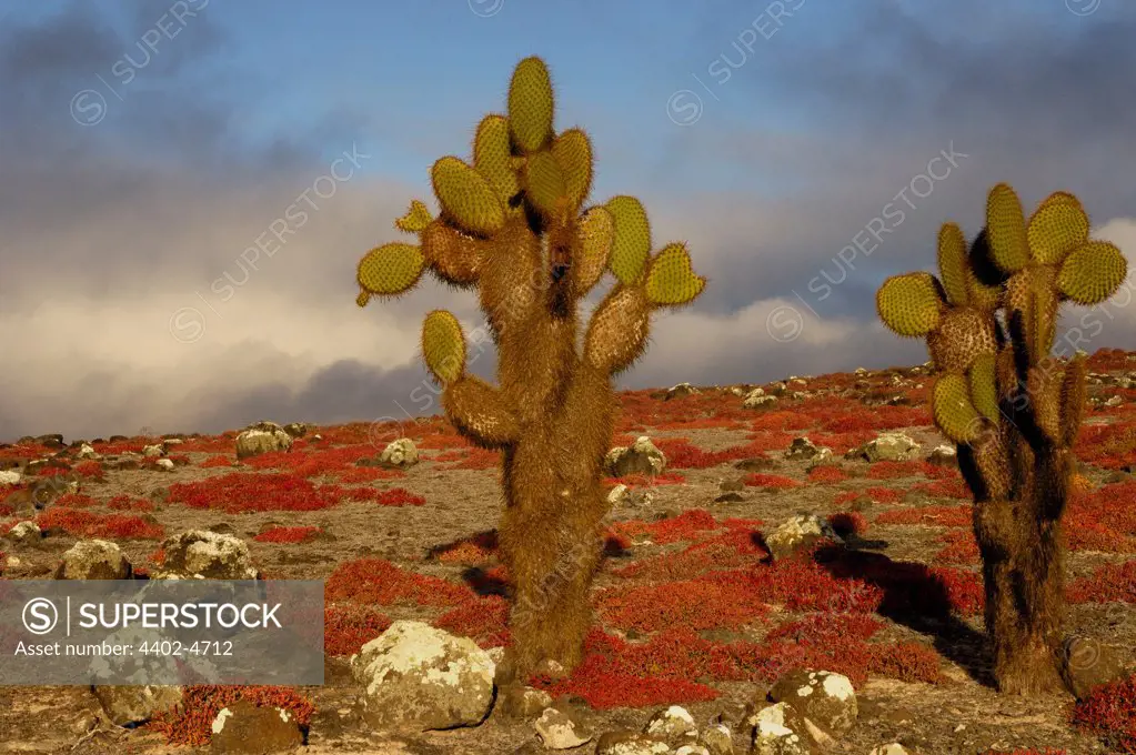 Giant Prickly Pear Cactus (Opuntia echios) and Sea Purslane (Sesuvium portulacastrum) on South Plaza Island, Galapagos Islands, Ecuador, South America.