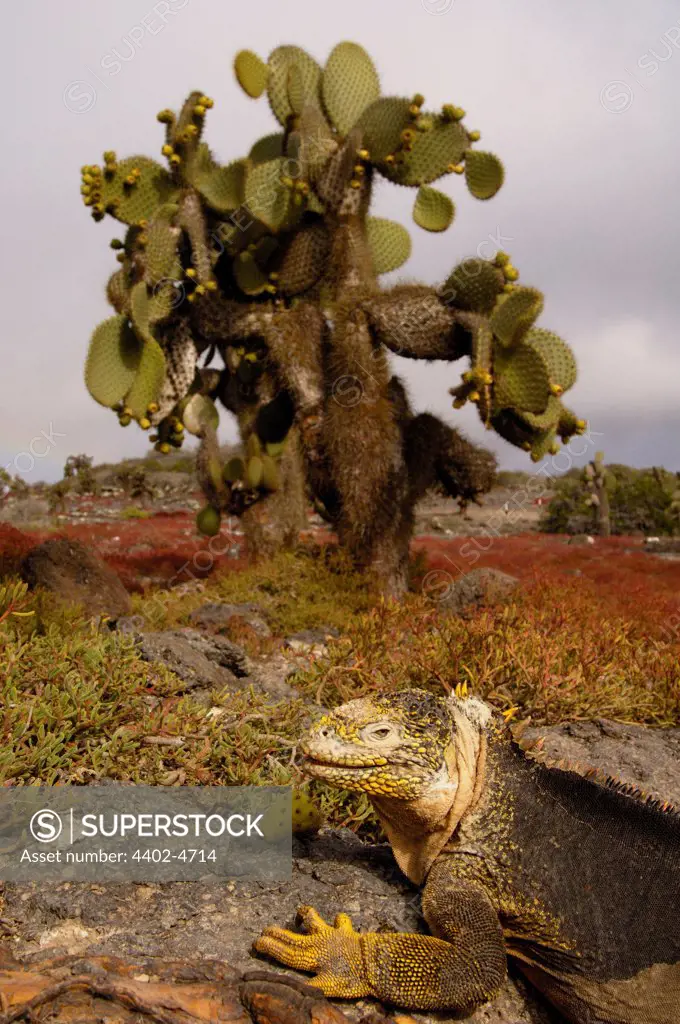 Land Iguana & Giant Prickly Pear Cactus (Opuntia echios) on South Plaza Island, Galapagos Islands, Ecuador, South America.