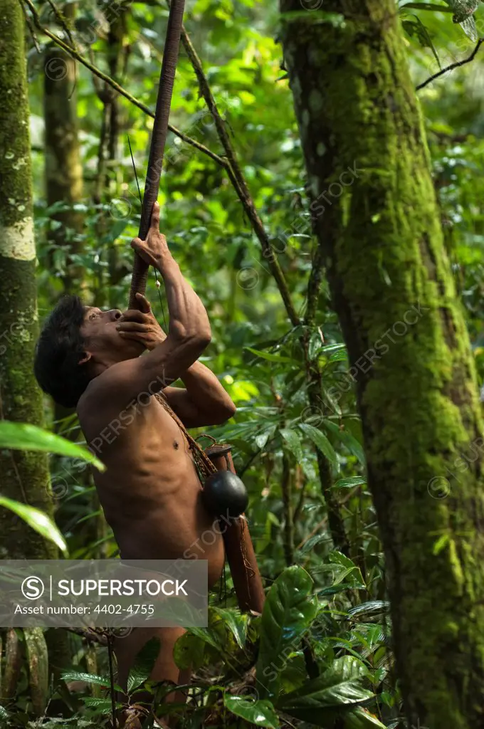 Huaorani Indian, Oña Yate, hunting with his blowgun. Gabaro Community, Yasuni National Park, Amazon rainforest, Ecuador, South America.