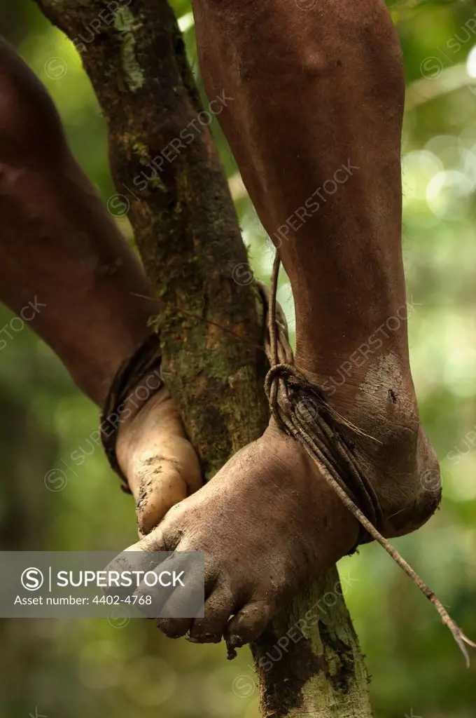 Huaorani Indian , Ontagamo Kaimo, hunting with his  blowgun. Gabaro Community, Yasuni National Park, Amazon rainforest, Ecuador, South America.