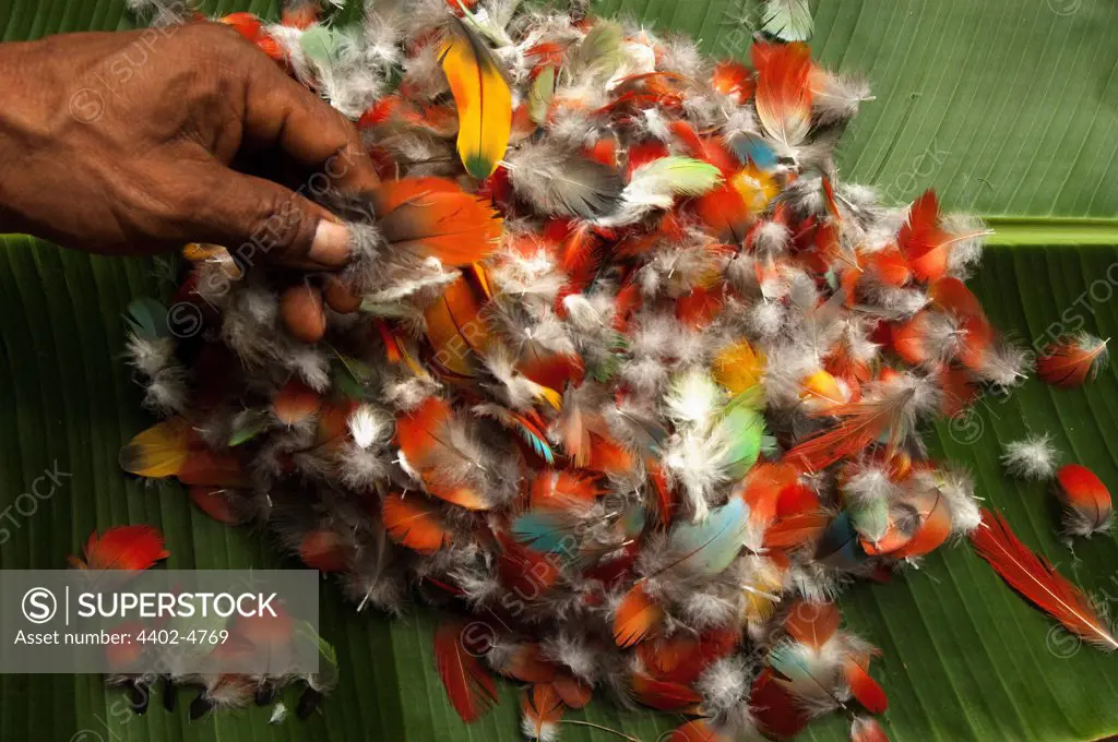 Feathers for Huaorani Indian crown collected from hunted toucans, parrots, macaws and other colourful birds. Gabaro Community, Yasuni National Park, Amazon rainforest, Ecuador, South America.