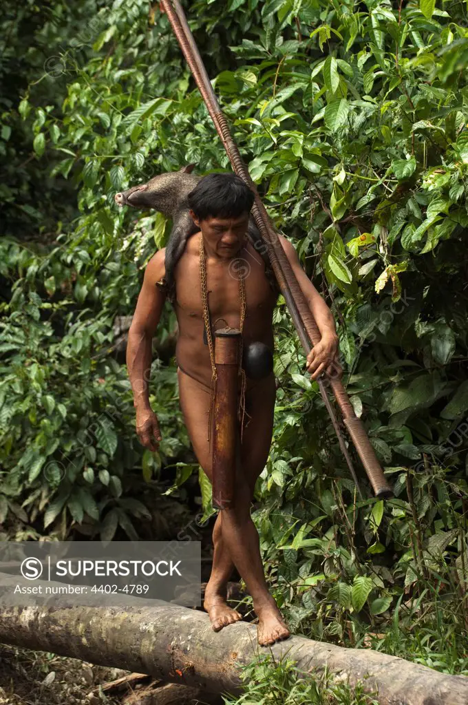 Huaorani Indian, Ontagamo Kaimo carrying a peccary that he hunted. Gabaro Community, Yasuni National Park, Amazon rainforest, Ecuador, South America.