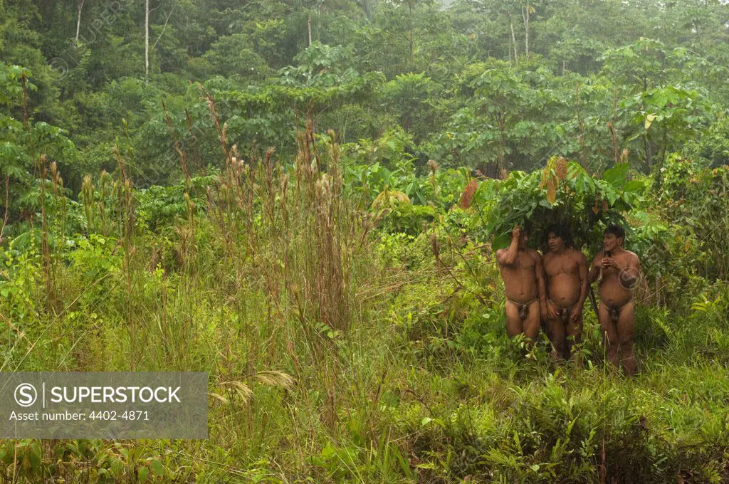 Huaorani Indians using banana leaves as umbrellas to shelter from the rain. Bameno Community, Yasuni National Park, Amazon rainforest, Ecuador, South America.