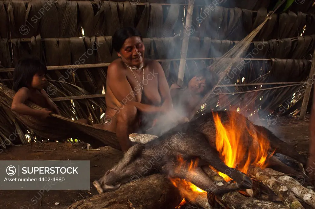 Huaorani Indian burning the hair off of a peccary before cutting it up to either boil or smoke it. Bameno Community, Yasuni National Park, Amazon rainforest, Ecuador, South America.