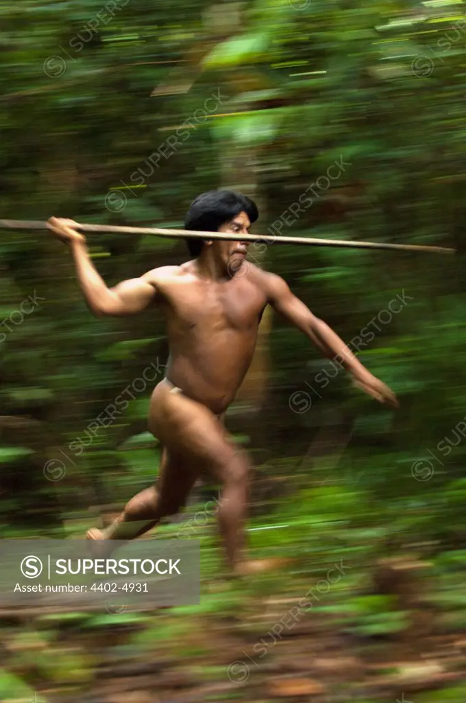 Huaorani Indian hunting Large terrestrial game (peccary or tapir) with a lance made from the stem of a palm tree. Bameno Community, Yasuni National Park, Amazon rainforest, Ecuador, South America.