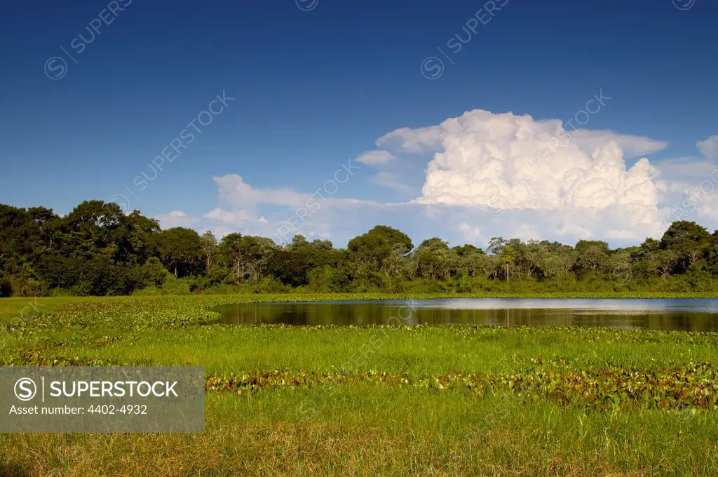 Pantanal Scenery, Mato Grosso do Sul Province, Brazil, South America