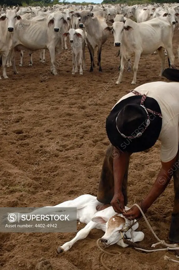 Cowboy 'Boiadeiro' and Pantanal calf to be ear marked. Mato Grosso do Sul Province, Brazil