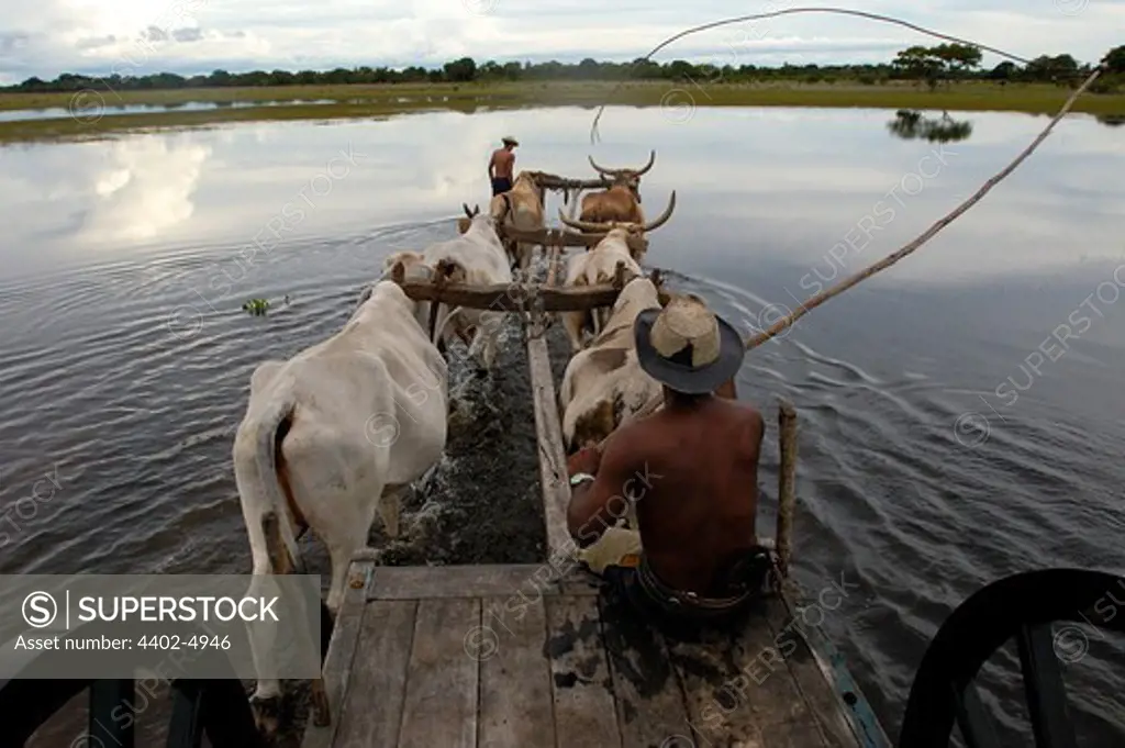Ox cart being used during the floods when no other vehicle can manage the terrain, Central Pantanal, Brazil